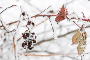 Frozen blackberry in winter garden