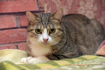 striped with white european shorthair cat