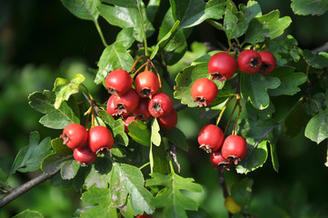 Ripened hawthorn berries