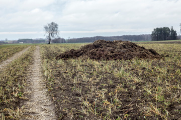 Early spring. Manure mixed with straw is prepared to fertilize the field. Barns  in the background. Milk farm . Podlasie, Poland.