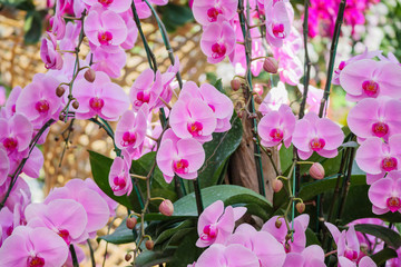 Beautiful Phalaenopsis Orchid flower blooming in garden floral background