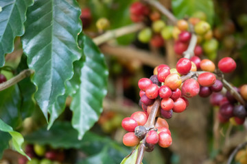 Fresh coffee beans on tree branches