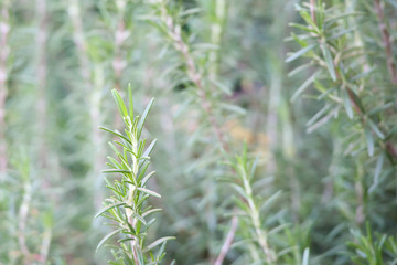 Rosemary plant herb in the garden