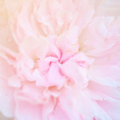 Obraz na płótnie Canvas Beautiful colorful roses flower petals close up macro
