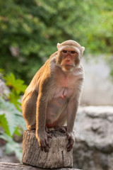 Portrait Of Monkey On Wood