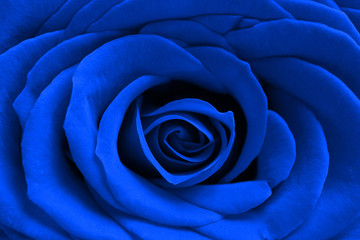 Rose in trendy color - classic blue. Background.