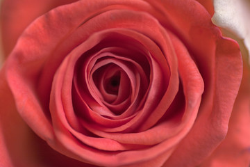 Close up of ligth pink roses soft style macro use for the soft background, valentine's or wedding card