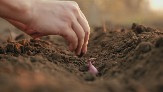 Close-up hand, farmer planting red onions in the ground. Planting seeding onions in an organic vegetable garden