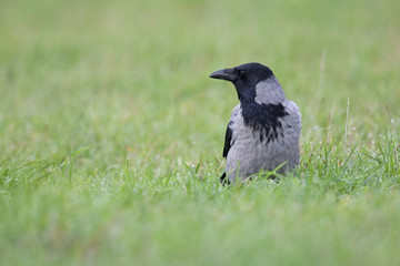 A Hooded crow perched in a field foraging on the ground. in the centre of the city Berlin