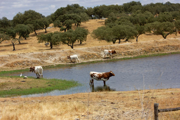 Obraz na płótnie Canvas herd of cows
