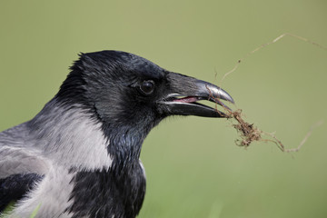 A portrait of a Hooded crow foraging in a meadow.