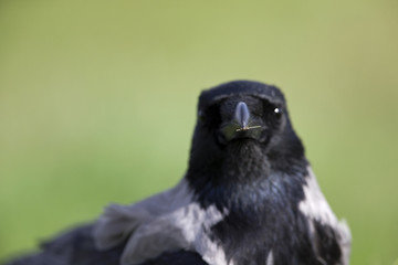 A portrait of a Hooded crow foraging in a meadow.