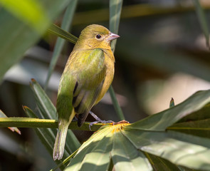 Painted Bunting