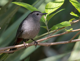 Grey Catbird