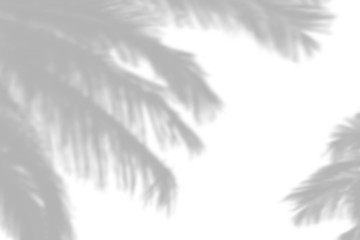 Overlay effect for photo. Gray shadow of the palm leaves on a white wall. Abstract neutral nature concept blurred background. Dappled light.