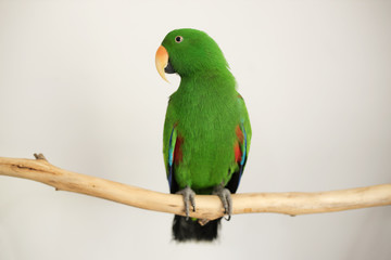 Fototapeta na wymiar captive bred male green eclectus parrot (Eclectus roratus) sitting on a branch