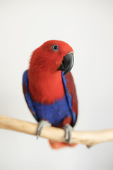 Fototapeta na wymiar female red and blue captive eclectus parrot ( Eclectus roratus) sitting on a branch 