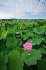 葉を突き抜ける蓮