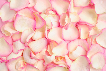 Background of beautiful white rose petals with pink color. Close up.