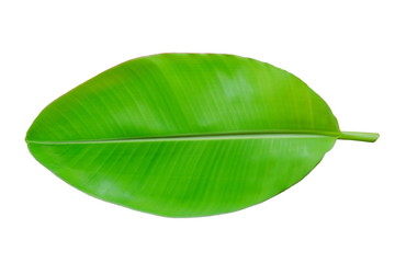 banana leaf on isolated white background 