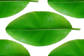banana leaf on isolated white background
