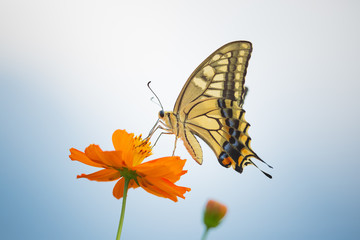 黄花秋桜の蜜を吸う黄揚羽