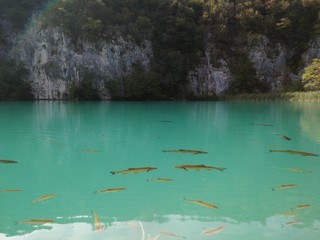 shoal of fish