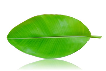 banana leaf isolated on white background. Banana leaf green fresh. 