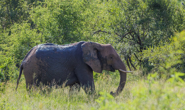 A mud covered African elephant walks through the bush in the Kruger National Park in South Africa image in horizontal format