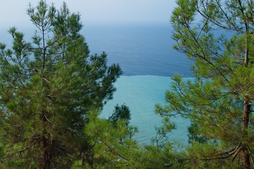 Pine forests in the resorts of Abkhazia.