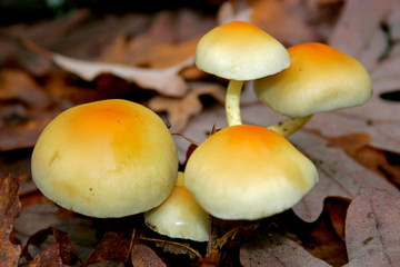 hypholoma fasciculare Yellow mushroom with dried leaves background