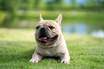 Fototapeta premium Beautiful french bulldog lying at park against mountain scape.