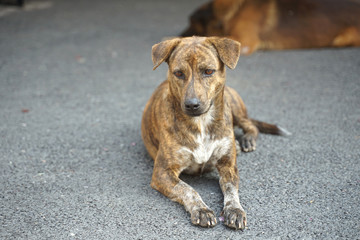 Brown color stray dog sitting on the floor outdoor