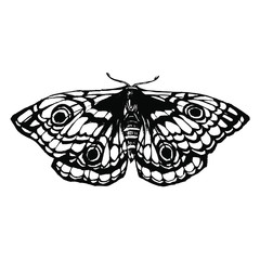 Black and white moth, battefly. Hand drawn stock vector illustration isolated on white background. Sketch for tattoo and coloring book page