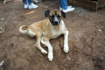 Brown color stray dog sitting on the floor outdoor