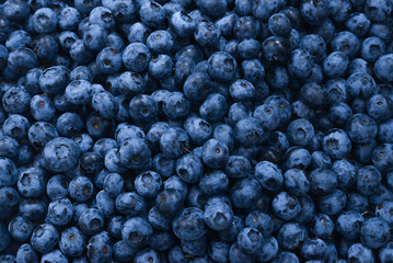 Fresh blueberry background. Texture blueberry berries close up.
