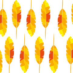 background of exotic feathers decoration vector illustration design