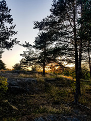 Trees and rocks in a park at late but light summer evening.