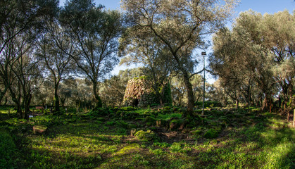 Obraz premium bosco, alberi, nuraghe, santa cristina