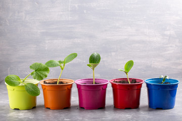 Zucchini courgette or squash seedlings  growing in colorful pots. Ready to planting out. Gardening concept. Copy space.
