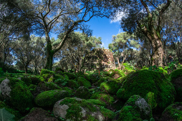 bosco, alberi, nuraghe, santa cristina