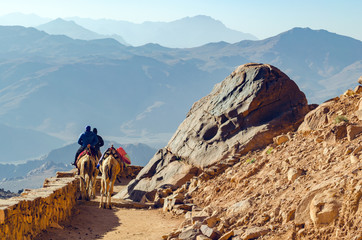 Fototapeta premium tourists on camels descend from Moses mountain on a rocky road