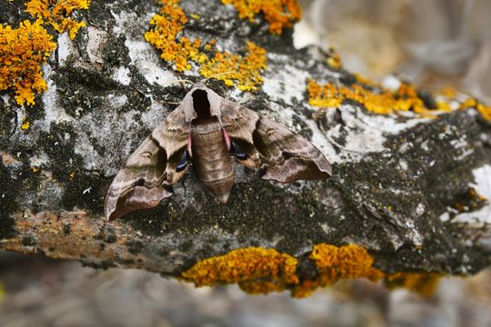 Eyed Hawk Moth Smerinthus ocellata