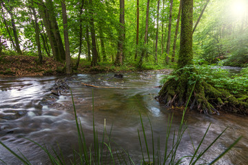 Fototapeta na wymiar Eifgenbach im Naturschutzgebiet