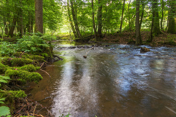 Romantischer Bach im Wald