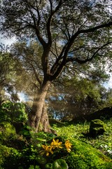 bosco, alberi, nuraghe, santa cristina