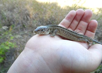 large lizard on the palms of a child on the background of the field close-up