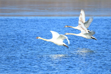 Fototapeta na wymiar Swans in flight above lake 