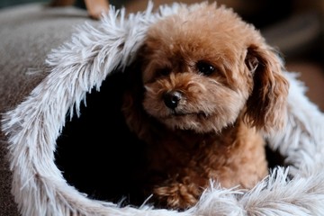 close up one cute poodle in doghouse. Blur background