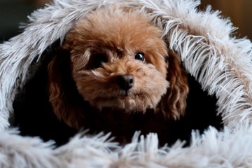 close up one cute poodle in doghouse, looking at camera. Blur background